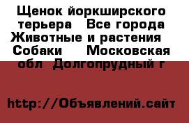 Щенок йоркширского терьера - Все города Животные и растения » Собаки   . Московская обл.,Долгопрудный г.